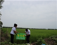 福光肥 高产肥田间现场观...