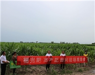 福光肥 高产肥田间现场观...