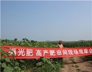 福光肥 高产肥田间现场观...